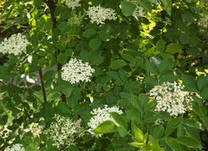 Holunderstrauch, Markst�ngel