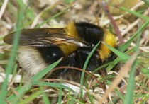 Gartenhummel (Bombus hortorum)