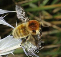 Mooshummel (Bombus muscorum)
