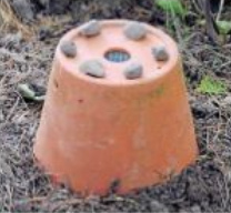Hummelnest bauen 11: Auf dem
                                Blumentopf wird ein Steinring mit
                                kleinen Steinen angelegt