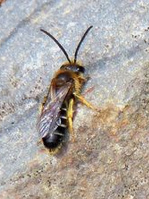 Wildbiene, Furchenbiene Halictus
                      rubicundus