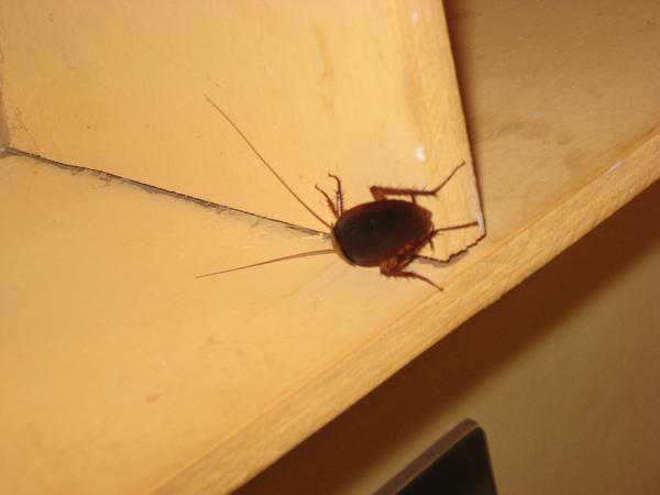 Gigantische Kakerlake
                              (Riesenkakerlake) in Jamaika