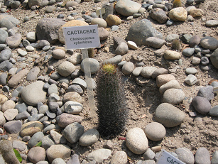 Kaktus Cleistocactus xylorhizus