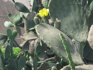 Eine gelbe Opuntienblte an einem Kaktusbaum
              (Opuntie) (01)