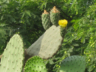 Mehrere gelbe Opuntienblten an einem
                        Kaktusbaum (Opuntie)