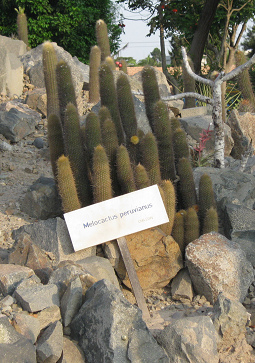 Peruanischer Melonenkaktus (Melocactus
                        peruvianus)