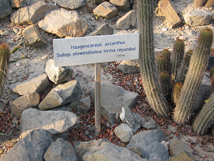 Tafel des Kaktus Haageocereus acranthus