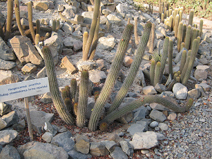 Kaktus Haageocereus acranthus