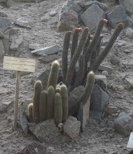 Kaktus Haageocereus pseudomelanostele