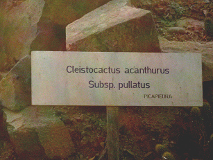 Tafel des Kaktus cleistocactus acanthurus