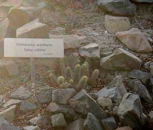 Kaktus cleistocactus acanthurus