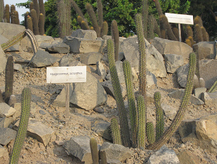 Kaktus Haageocereus acranthus