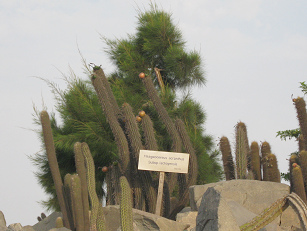Kaktus Haageocereus acranthus