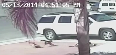 Die Katze stellt sich zwischen das Kind
                            und den Labrador-Hund