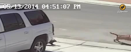 Die Katze vertreibt den Labrador-Hund
                            endg�ltig 03