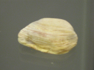 Trapezium sp, Nahaufnahme