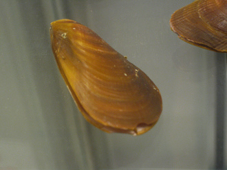 Mytilus chilensis, Nahaufnahme