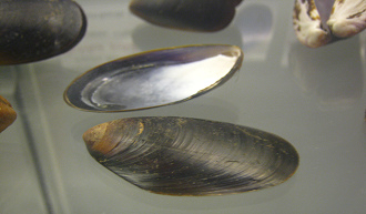 Mytilus edulis, Nahaufnahme