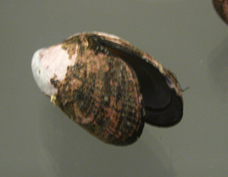 Perumytilus purpuratus, Nahaufnahme