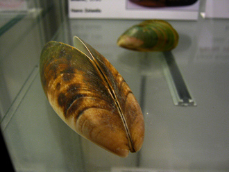 Perna canaliculus, Nahaufnahme