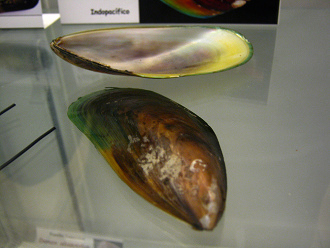 Perna viridis, Nahaufnahme