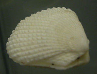 Lima
                          lima, Nahaufnahme