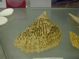 Atrina sp, Nahaufnahme