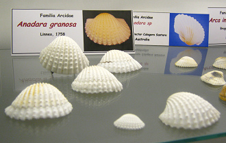 Anadara granosa