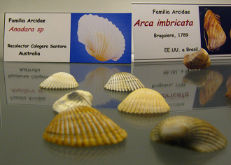 Anadara
                          sp