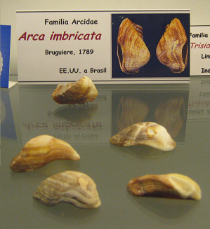 Arca
                          imbricata