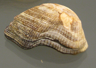 Arca imbricata, primer plano