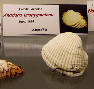 Anadara uropygmelana