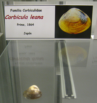 Corbicula leana