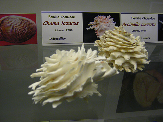 Chama
                          lazarus