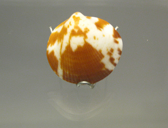 Glycimeris sp, primer plano