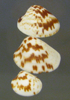 Glycimeris undata, primer plano