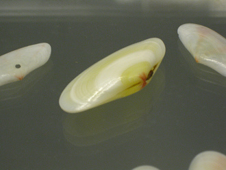 Tellina radiata, primer plano
                                    02
