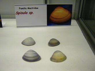 Spisula
                          sp