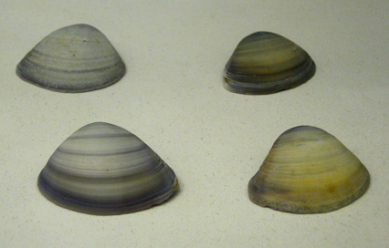 Spisula sp, primer plano