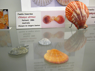 Chlamys aktinos