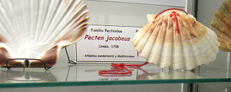 Pecten jacobeus, Tafel