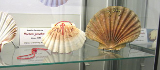 Pecten jacobeus