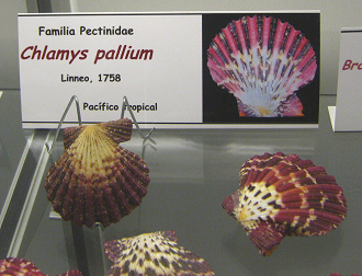 Clamys pallium, placa