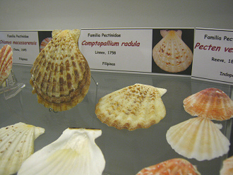 Comptopallium radula, Tafel