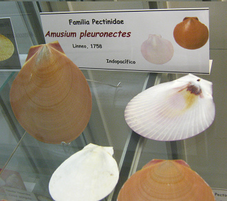 Amusium pleuronectes, placa
