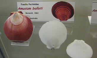 Amusium balloti, Tafel