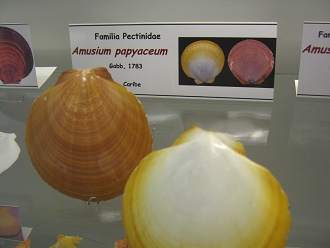Amusium papyaceum, placa