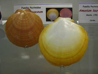 Amusium papyaceum