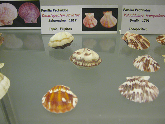 Decatopecten striatus