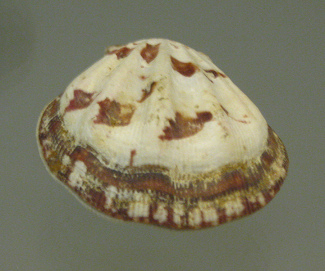 Decatopecten striatus, primer plano